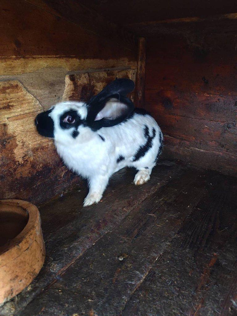 Prodám králíky na chov