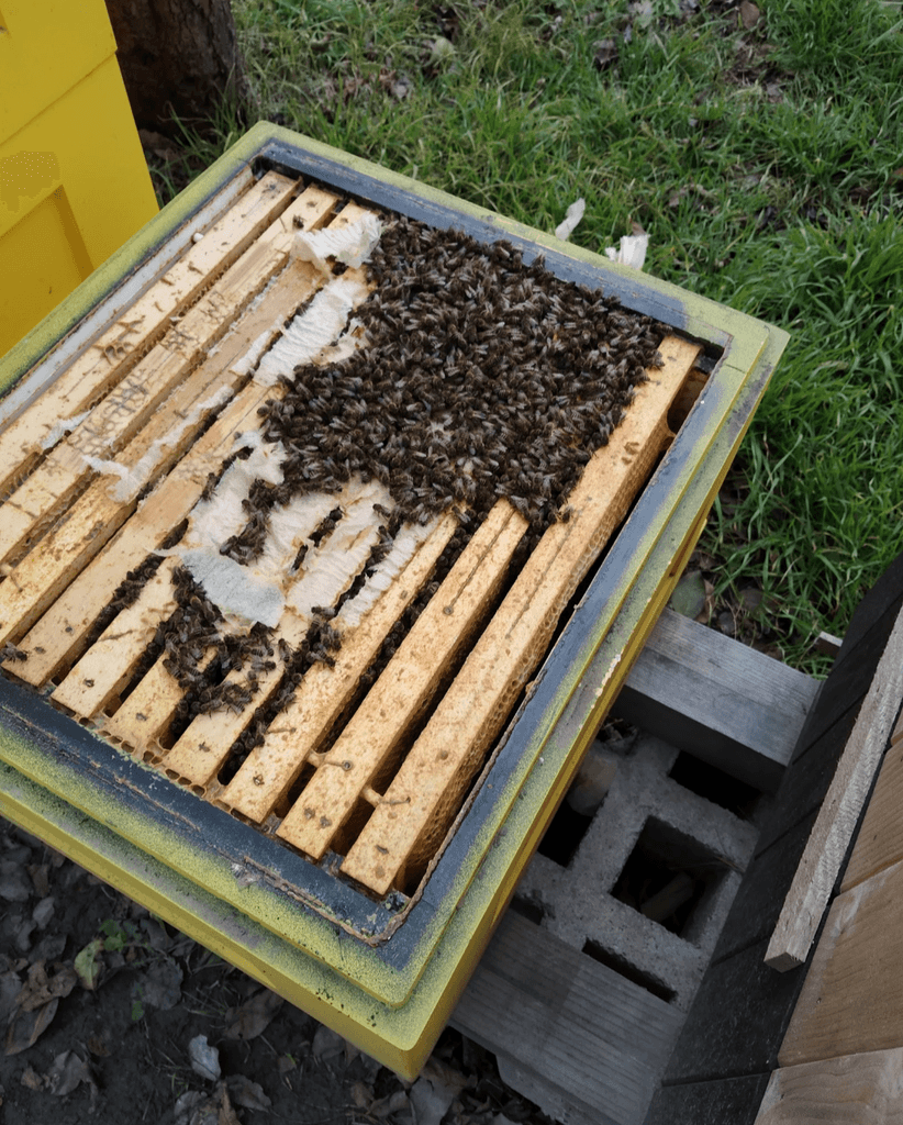 Včelstva, včelí oddělky, vyzimované včely