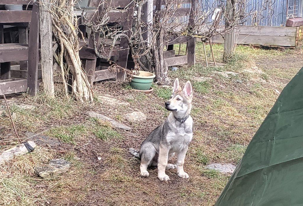 Československý vlčák s rodokmenem TOP spojení