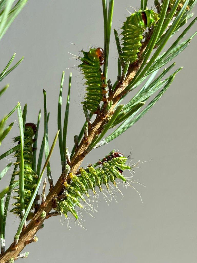 Actias dubernardi - kokony