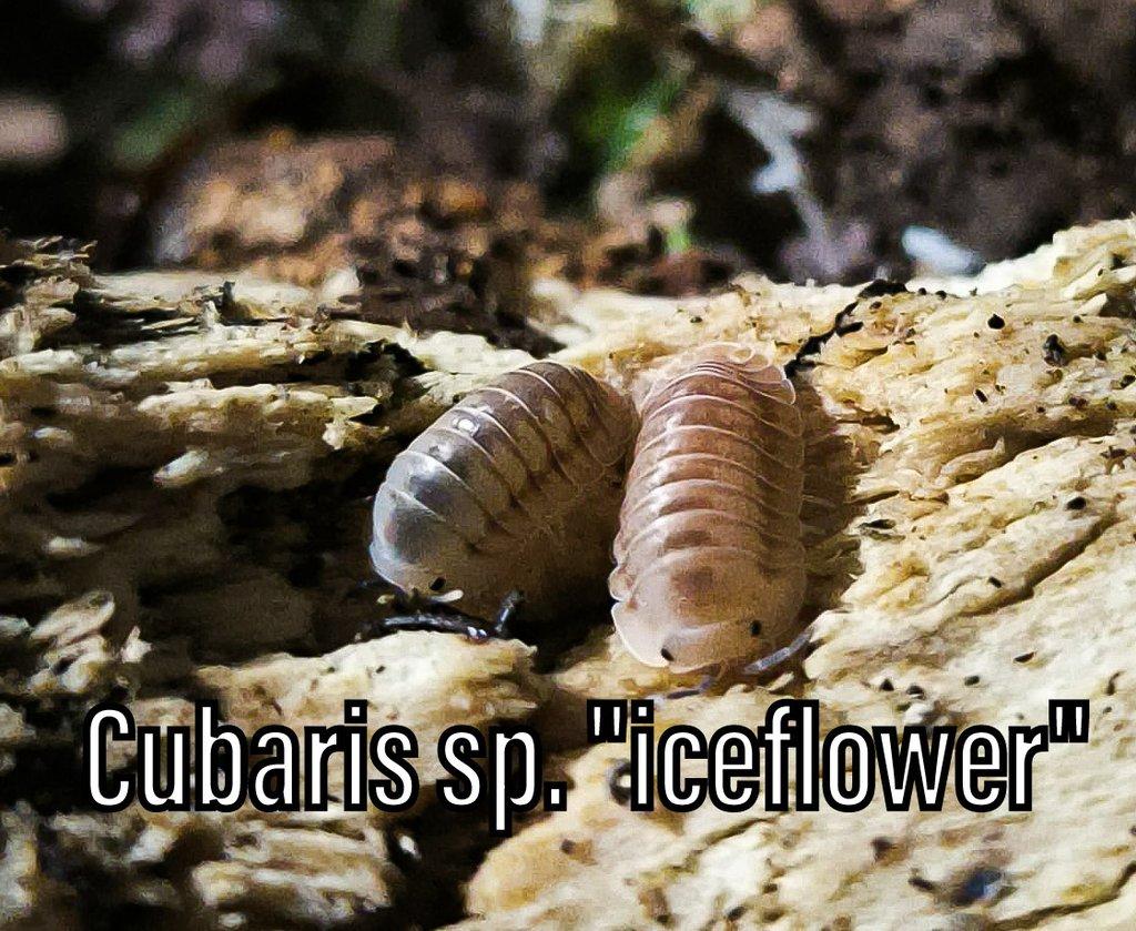 Isopody, mnohonožky, chvostoskoci, POSÍLÁM V TERMOBOXU