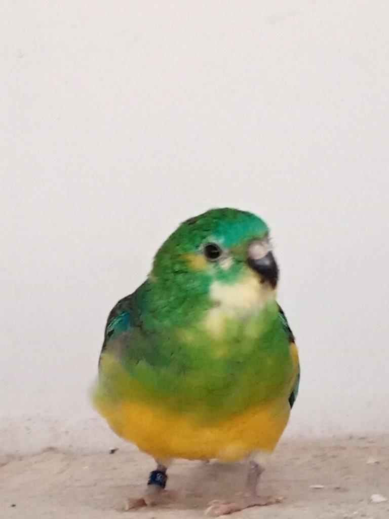 Prodám  papoušek zpěvavý