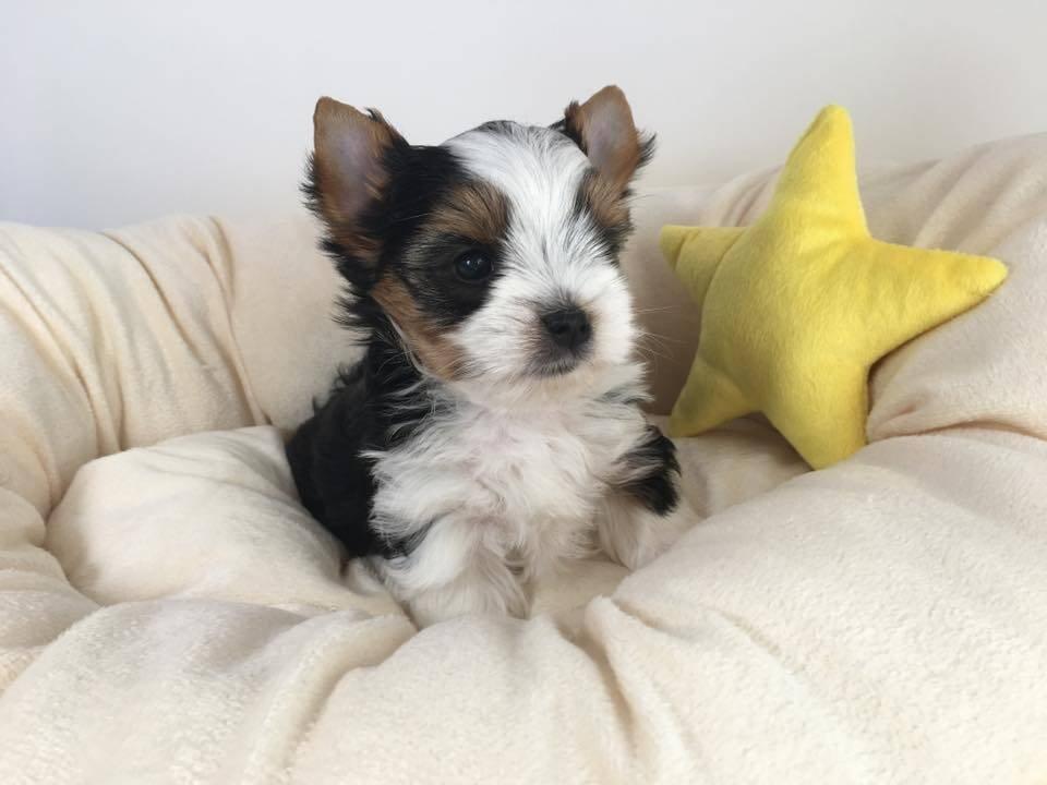 Jorkšír - prodáme štěňátka bez pp