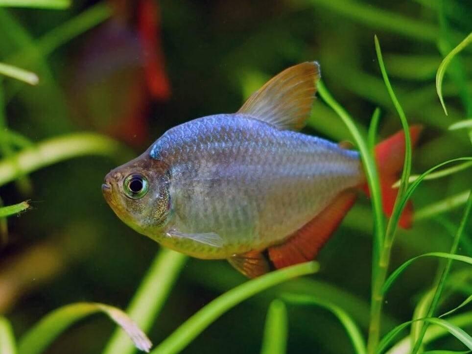Tetra darienská - Hyphessobrycon columbianus