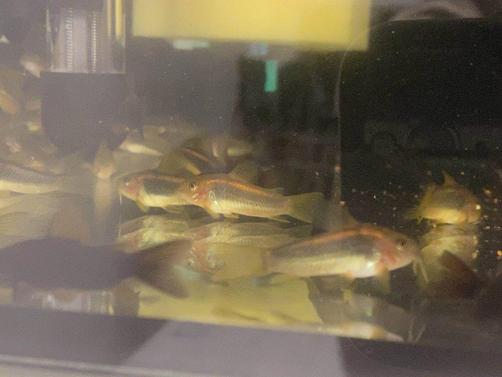 Corydoras gold laser sp. CW010