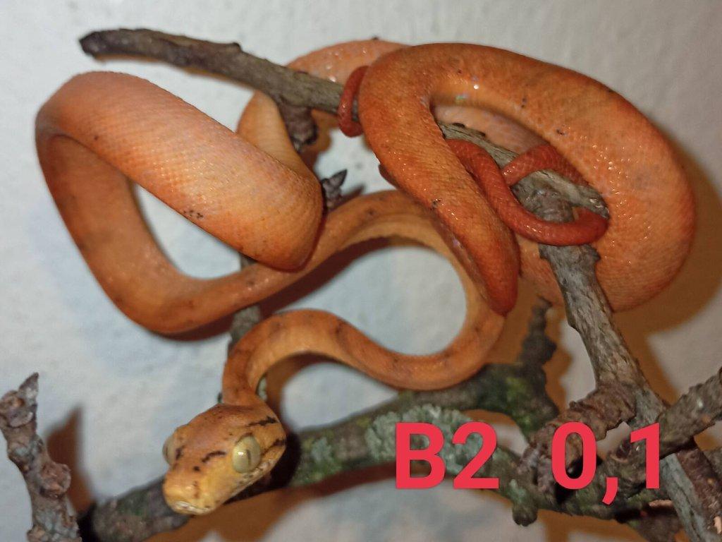 3,4 Corallus hortulanus CB 9/24