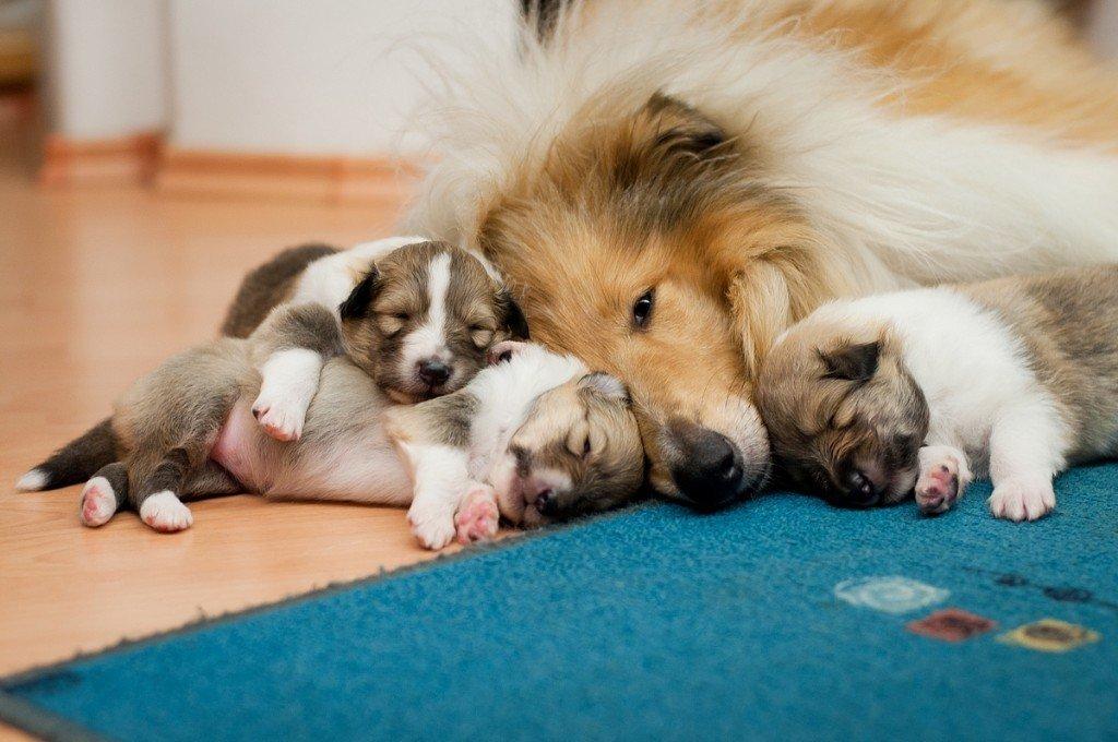 Dlouhosrstá kolie - štěňátka s PP