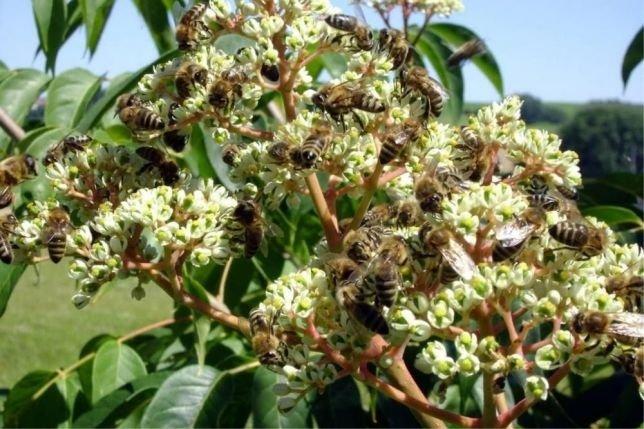 Ewodie - Včelí strom