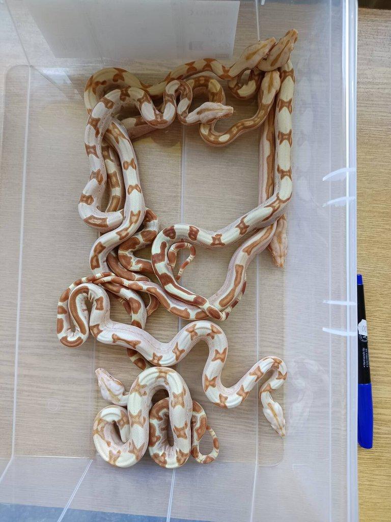 NZ 2025: sunglow jungle boa