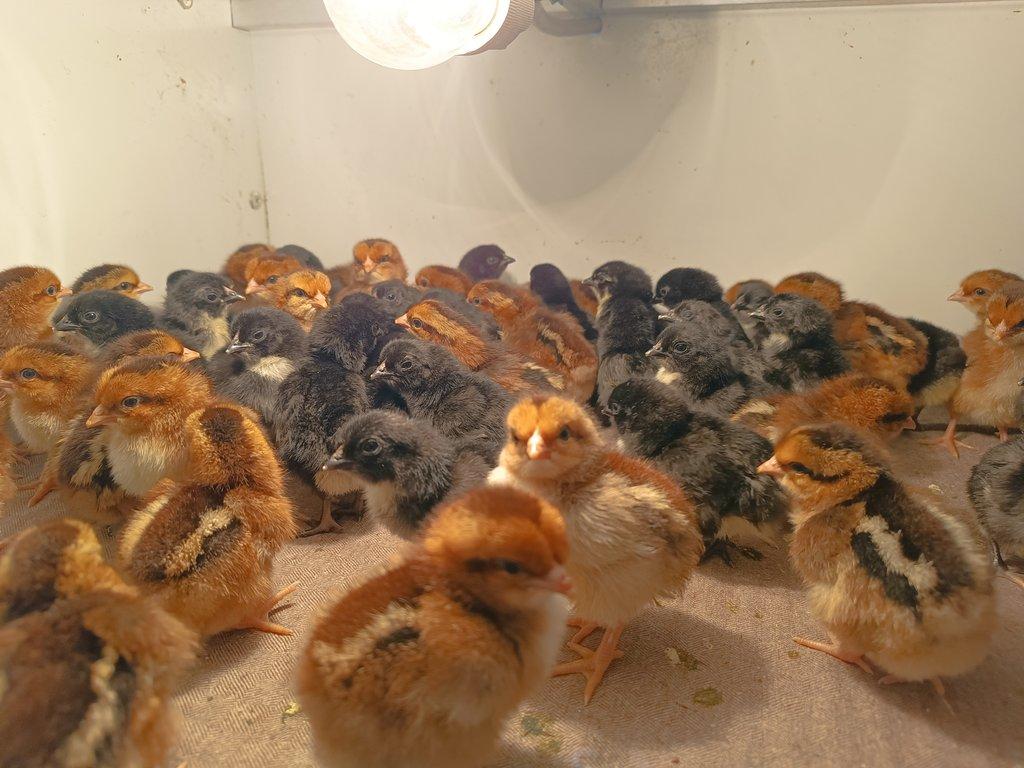 Prodám kuřata zdrobnělé australky černé a velsumky rezavě koroptví.