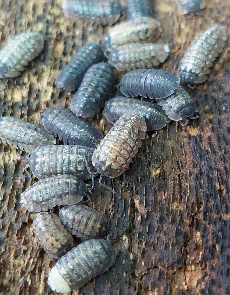 ISOPODA - Hobby druhy - aktualizovaný seznam