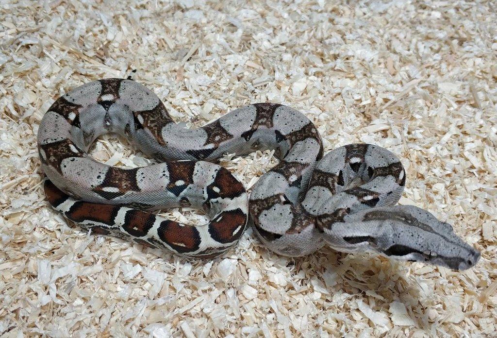 Boa imperator- Sharp Sunglow 66% het Sterling,Hypo Sterling