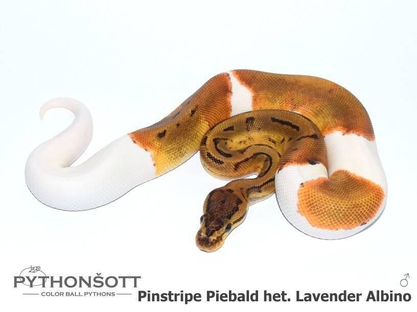 Krajta královská – mláďata z vlastního chovu