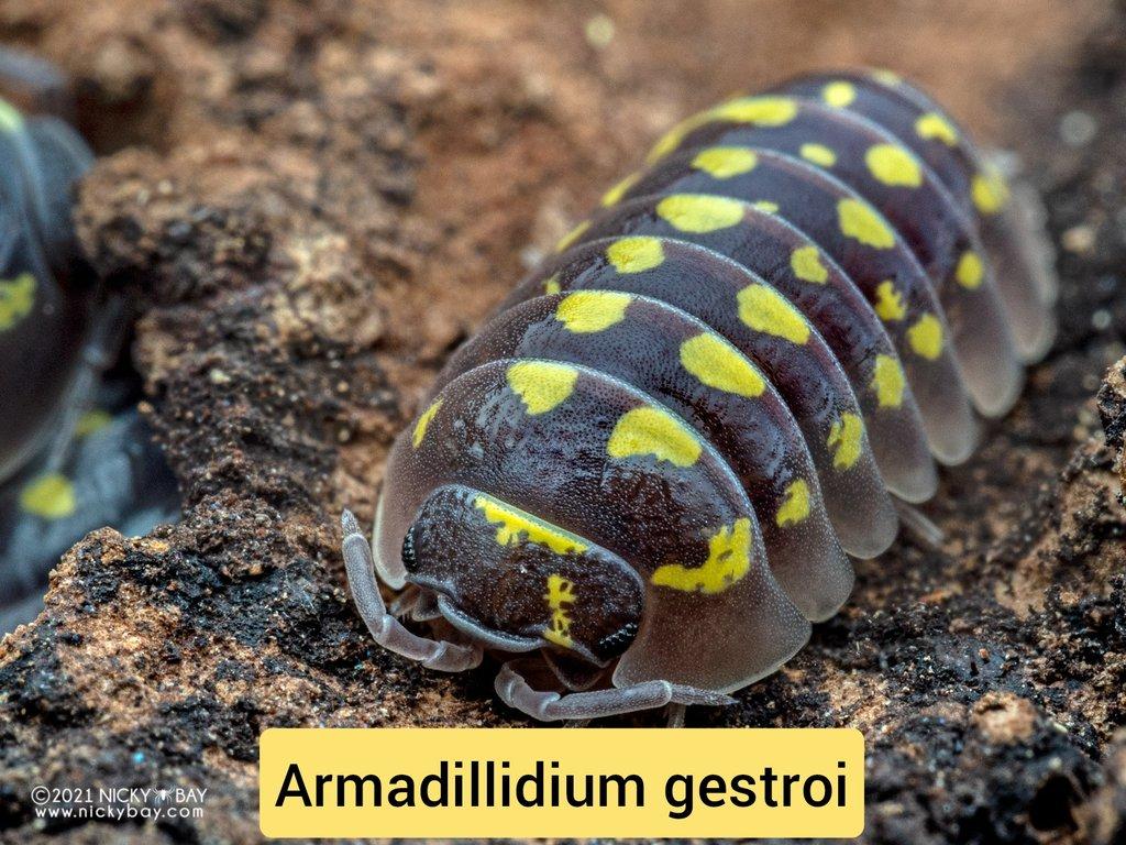Stínky - isopody