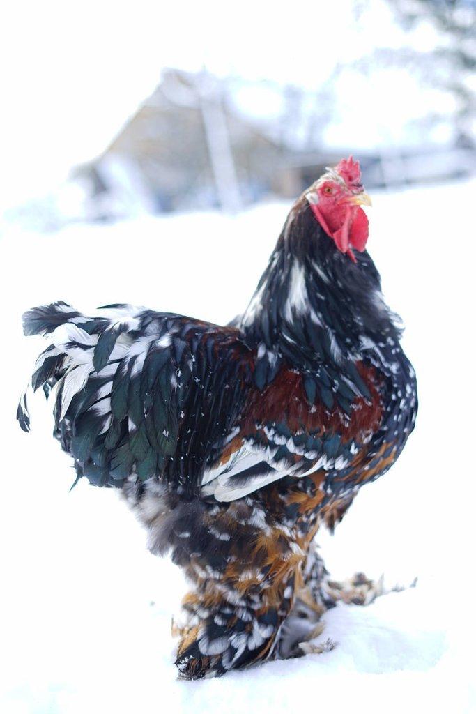 Brahmánky porcelánové 🥚🐣 (násadová vejce i kuřátka)