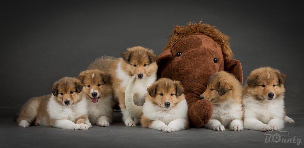 Dlouhosrstá kolie - štěňátka s PP