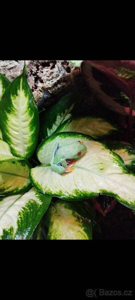 Terárium 60x100x50 ( švh )