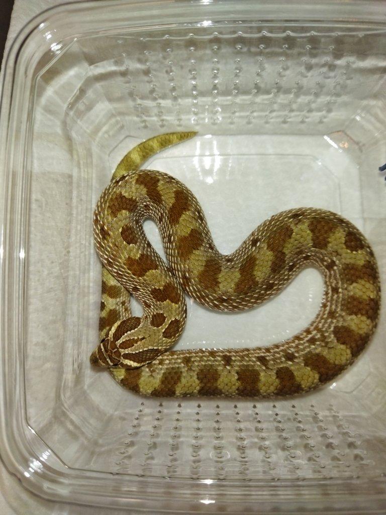 Heterodon nasicus Anaconda