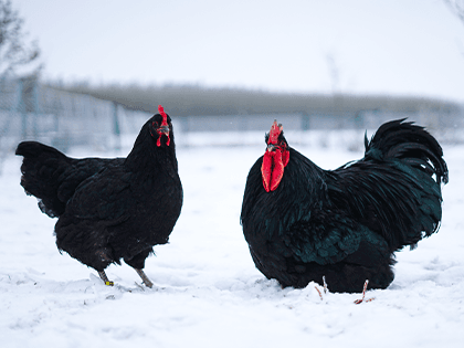 Žerzejský obr 🥚🐣 (násadová vejce i kuřátka)