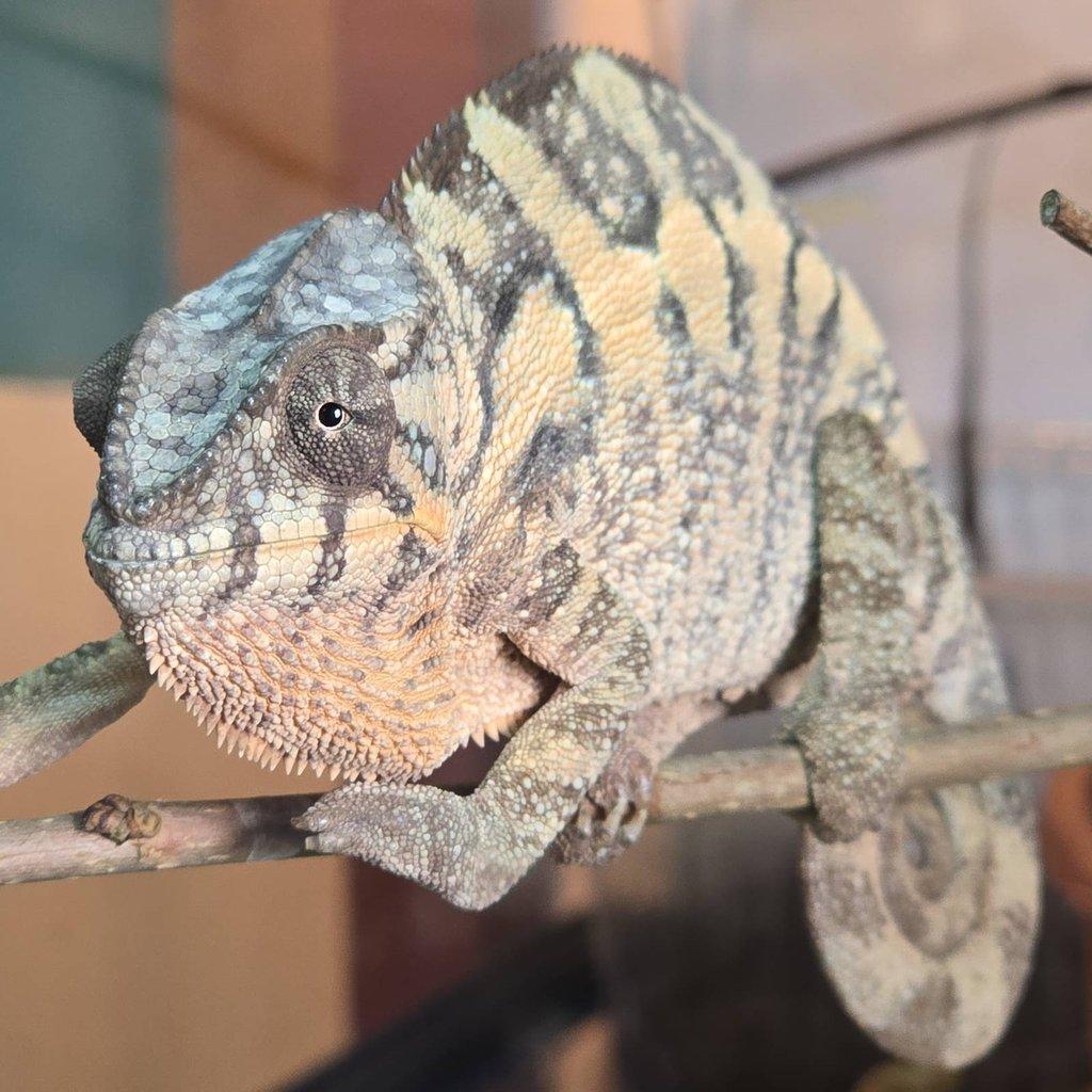Furcifer pardalis nosy be