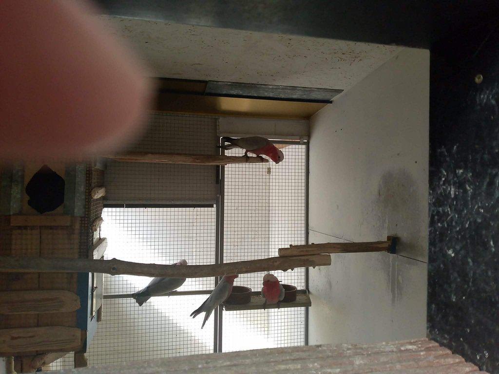 Kroužkovaný Kakadu