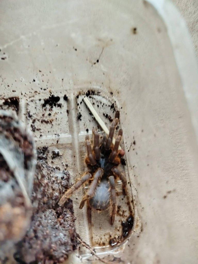 1x samice  H. pulchripes 0.1, 1x O. vietnam silver, 1x P. metallica + menší tera/ vše 3000 Kč
