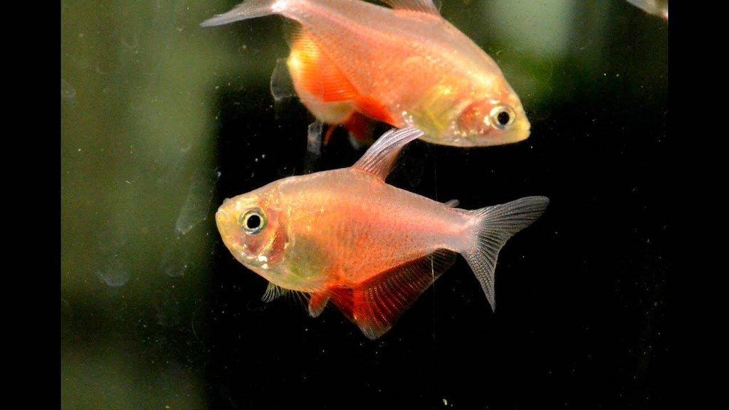 Tetra červená var. orange