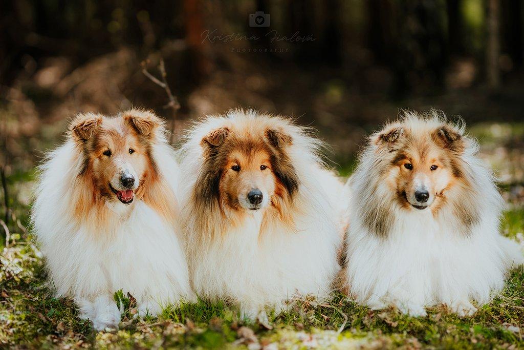 Dlouhosrstá kolie - štěňátka s PP