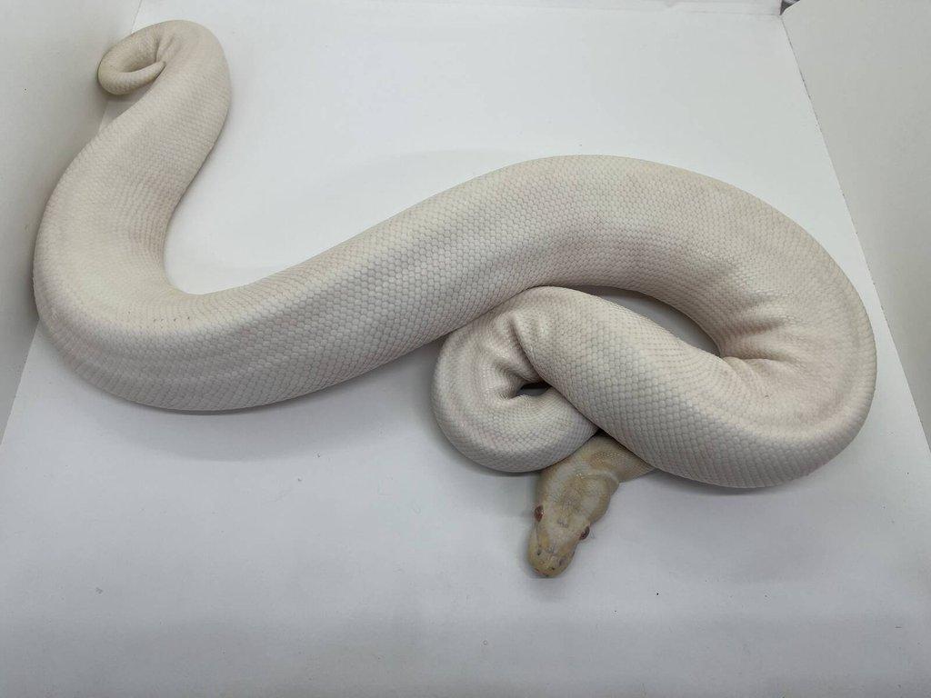 Krajta královská (Python regius) albino piebald