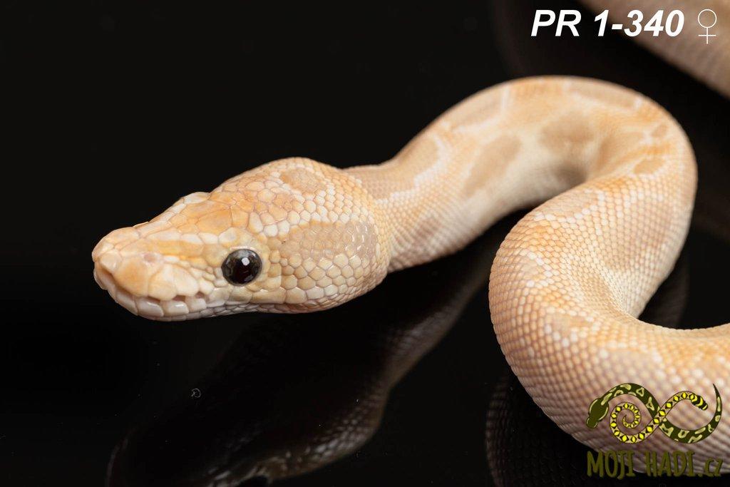 Python regius - Krajta královská