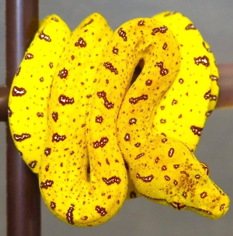 Morelia viridis - lokalitní crossy