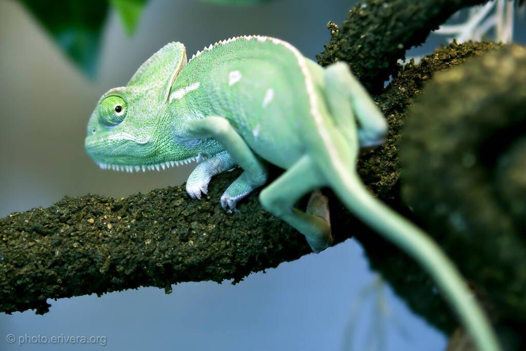 Prodám Chameleon jemenský - Chameleo calyptratus PIEBALD