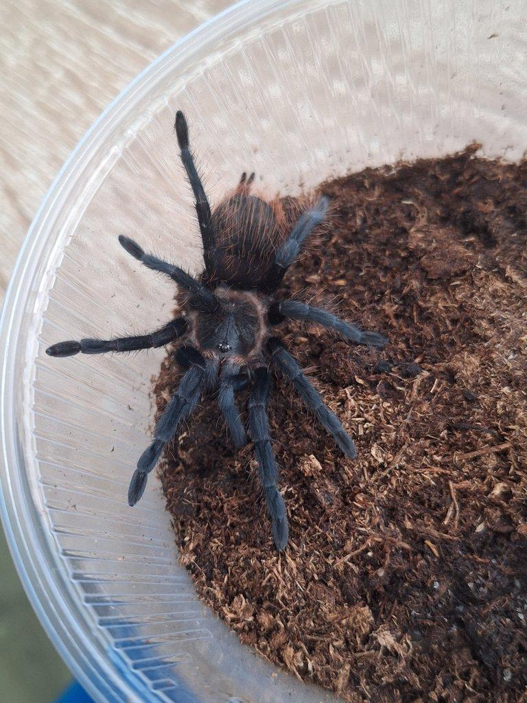 Sklípkan Tliltocatl (Brachypelma) vagans