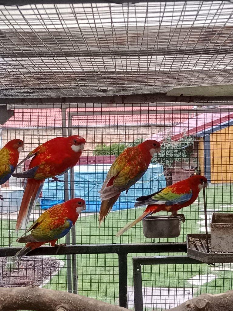 Prodám  mutační rosely