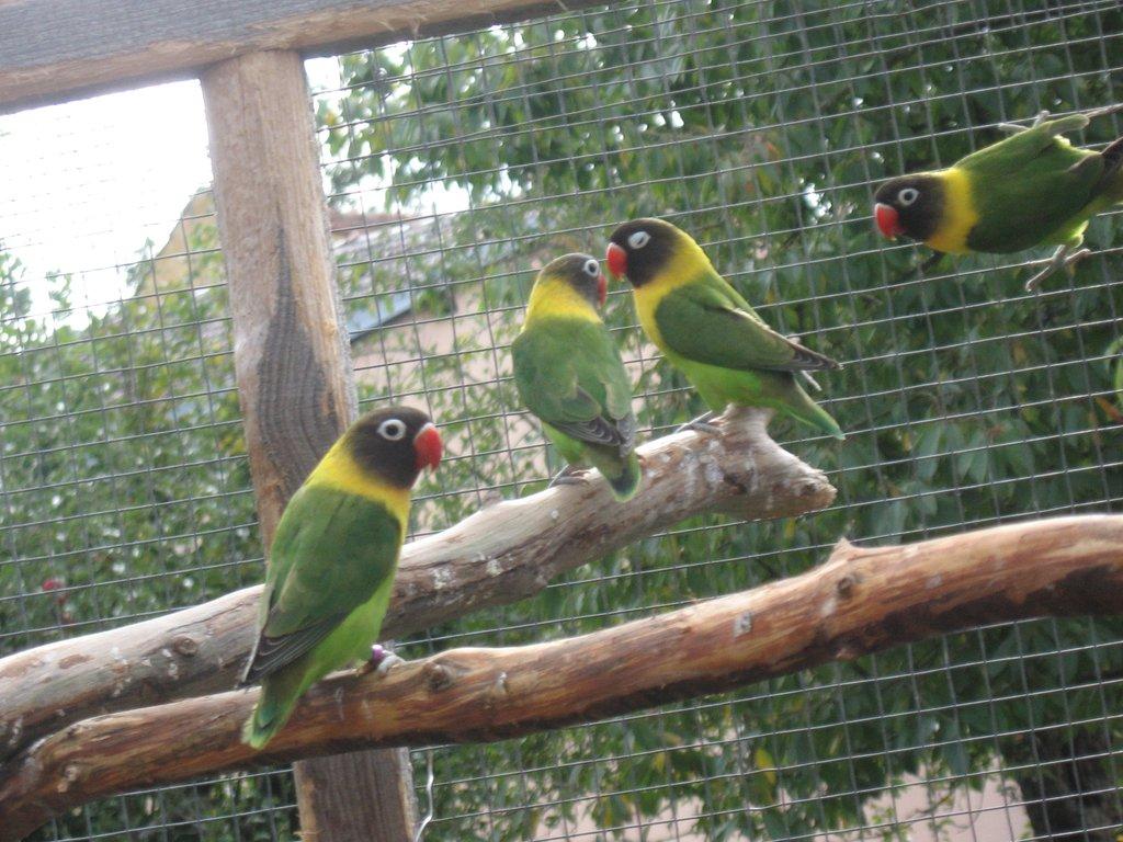 Prodám agapornise škraboškové a fišeráky