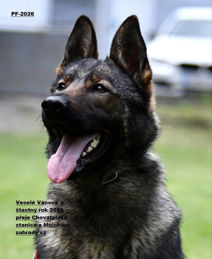 Německý ovčak štěnata z pp