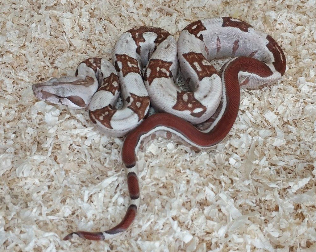 Boa imperator - VPI T+ Albino het Blood, Normal DH VPI Blood