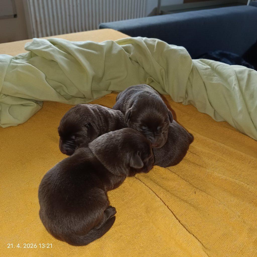 Labradorský retrívr štěňe s PP - holky i kluci