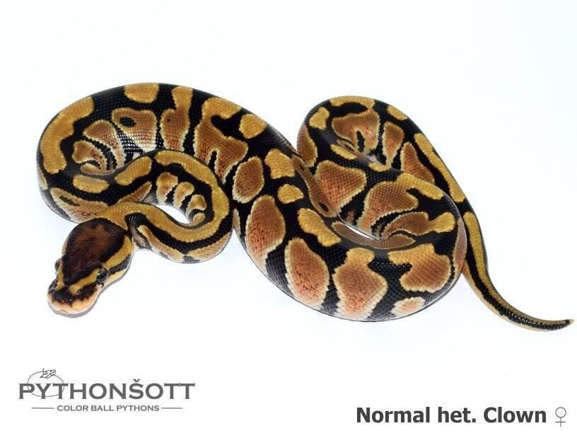 Krajta královská – mláďata z vlastního chovu