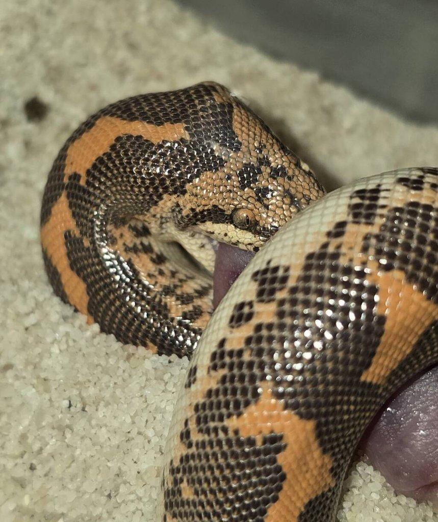 Eryx colubrinus loveridgei