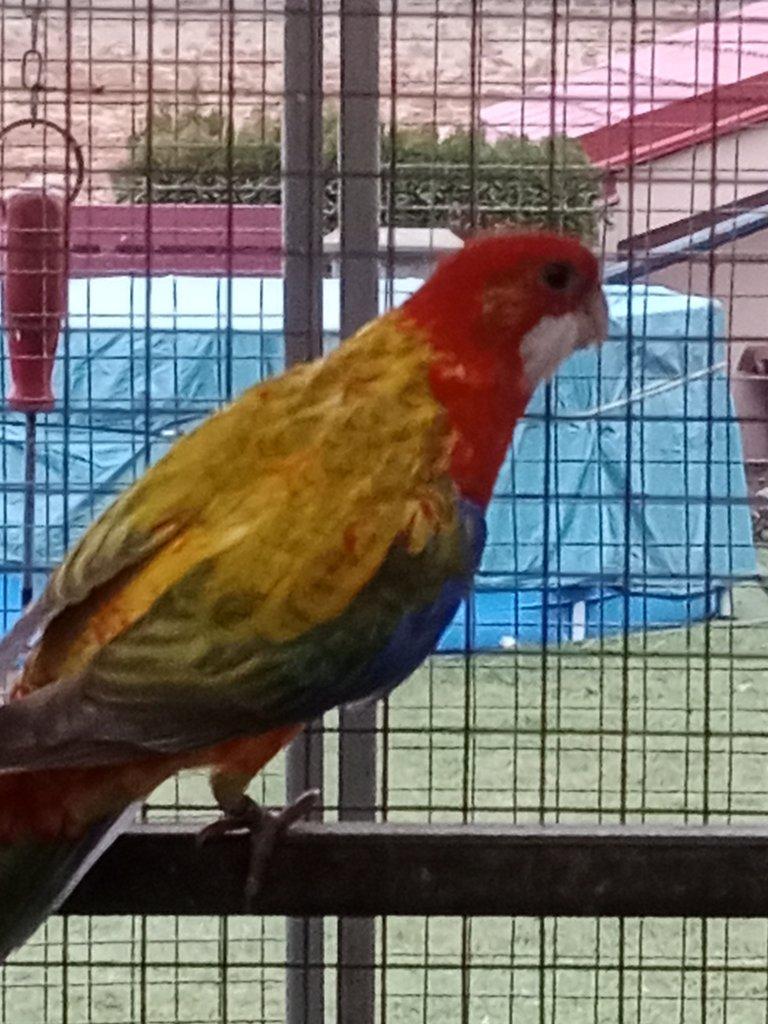 Prodám  mutační rosely