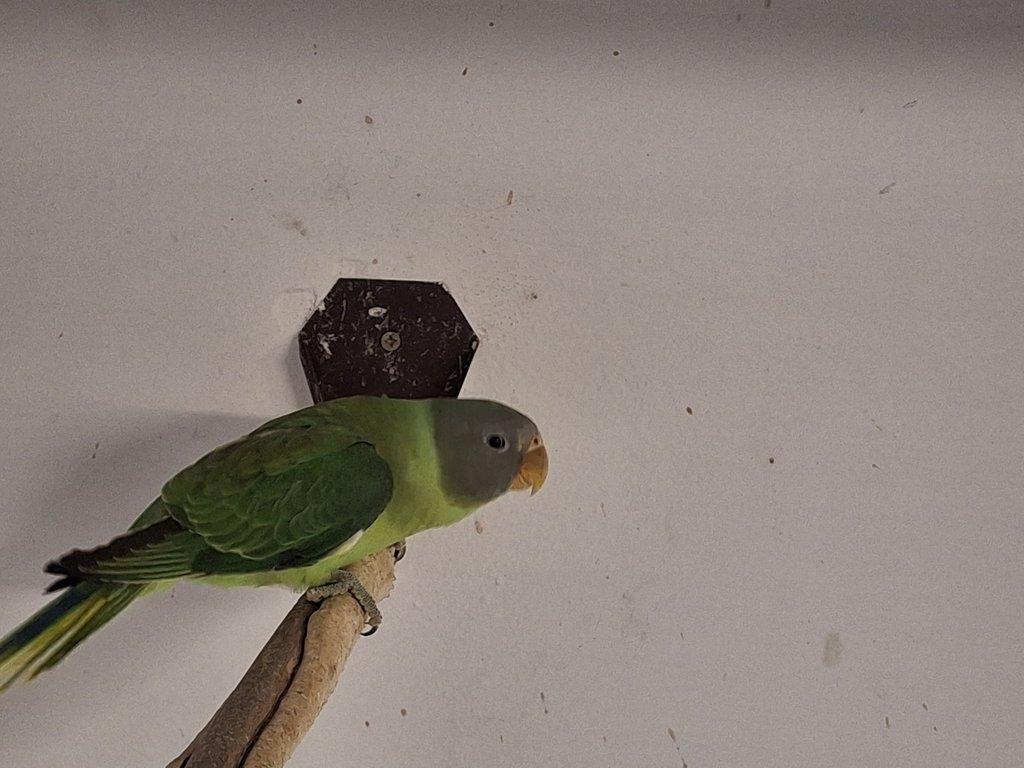 Alexandr černohlavý