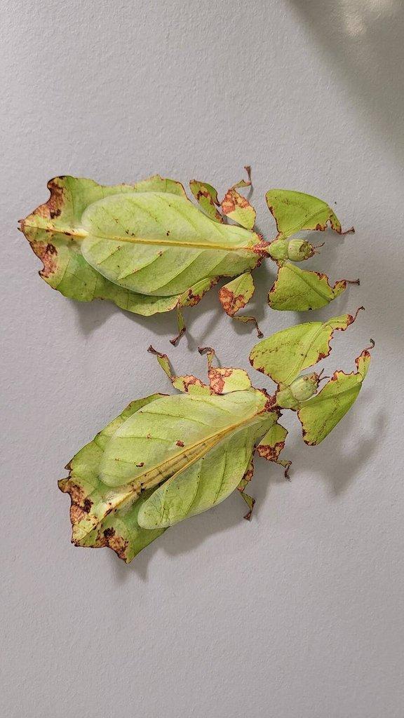 Lupenitka obrovská - Phyllium giganteum