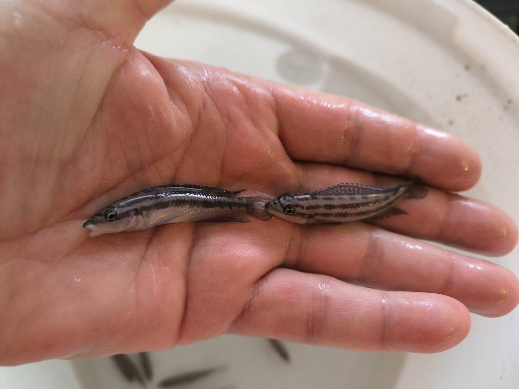 Malawi&Tanganika duben 2026