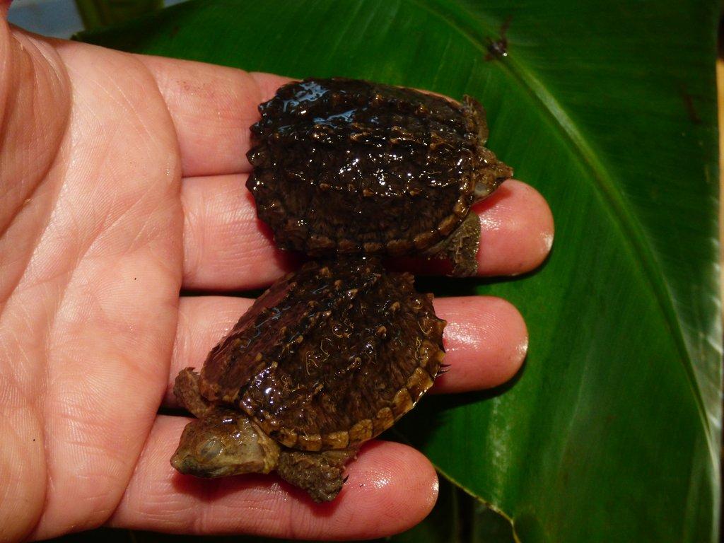 Kajmanka dravá (Chelydra serpentina) vlastní odchov