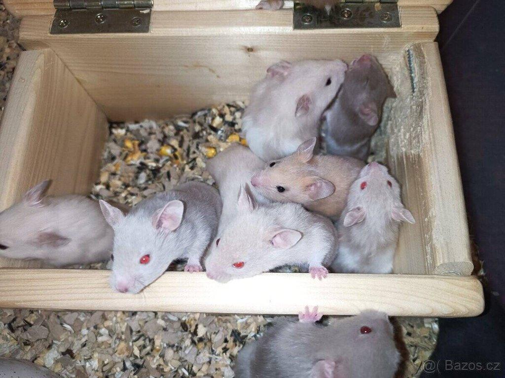 Křeček syrský (zlatý, panda)