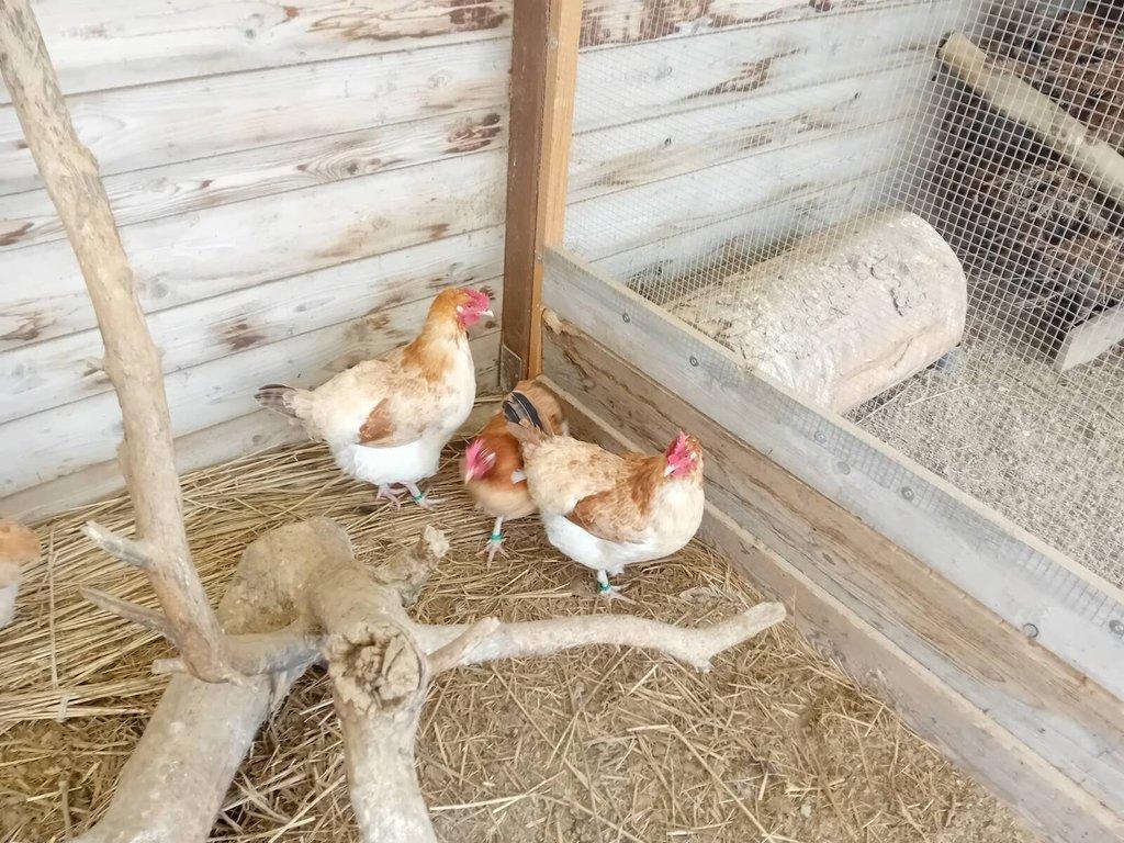 Maranska pšeničná