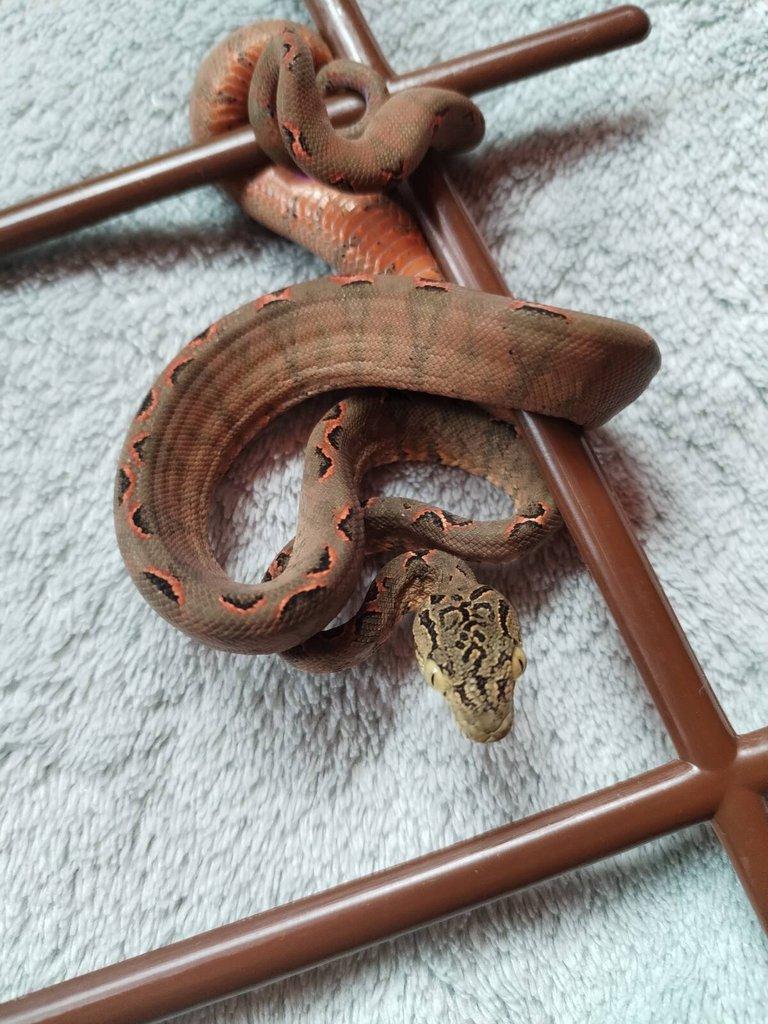 Corallus hortulanus halloween