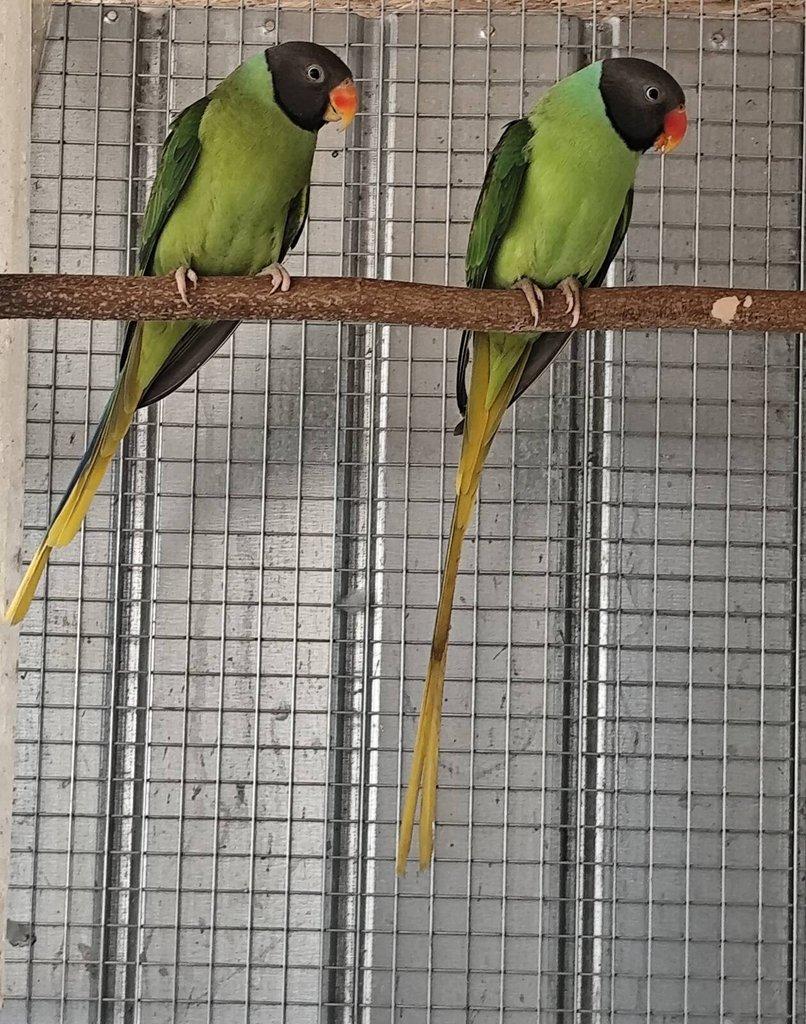 Alexandr černohlavý