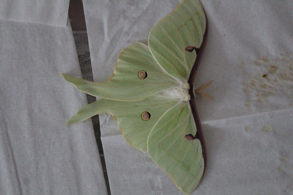Martináč Měsíčitý - Actias luna